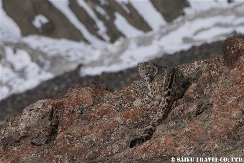 ユキヒョウ遭遇  vol.01（クンジュラブ国立公園 ）- SNOW LEOPARD EXPEDITION